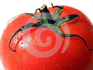 Tomato