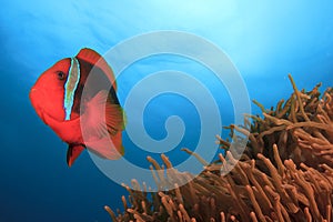 Tomato Anemonefish