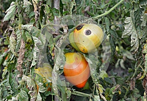 Tomato anthracnosis. Sick tomato plant affected by disease vertex rot photo