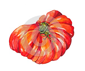 Tomato Beef heart. Watercolor photo