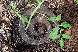 A tomato being transfered from a pot to a garden bed photo