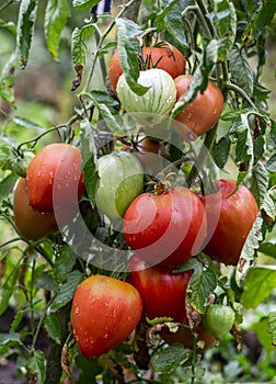 Tomato berries are covered with dew on a bush in the open field