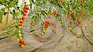 Tomato berry bio branch ripe harvest tomatoes cherry vine crop vegetable red harvesting greenhouse plant grow folio