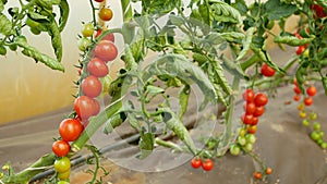 Tomato berry bio branch ripe harvest tomatoes cherry vine crop vegetable red harvesting greenhouse plant grow folio