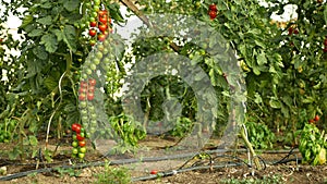 Tomato berry bio branch unripe green harvest tomatoes cherry vine crop vegetable red harvesting greenhouse plant grow