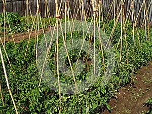 Tomato bio garden