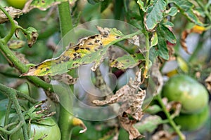 Tomato blight on maincrop foliage. fungal problem Phytophthora disease which causes spotting on late tomato leaves