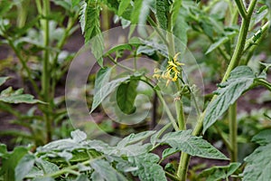 Tomato in bloom, growing seedlings in greenhouse conditions