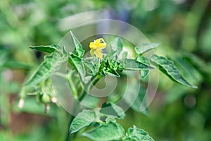 Tomato blossom