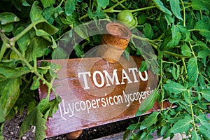 Tomato board in the garden