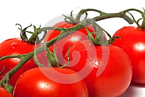 Tomato branch closeup