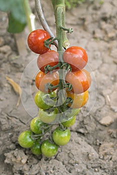 Tomato branch with ripened and unripened tomatoes colored green, orange and red. Close up on organic/bio garden vine plant.