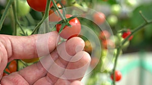 Tomato on a Branch Touch. Farmer inspects his tomato crop. Red ripe organic tomatoes on the branch. Male hand touching