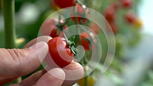 Tomato on a Branch Touch. Farmer inspects his tomato crop. Red ripe organic tomatoes on the branch. Male hand touching