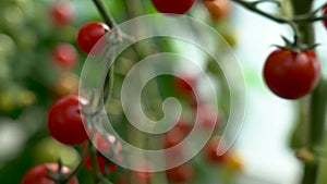 Tomato on a Branch Touch. Farmer inspects his tomato crop. Red ripe organic tomatoes on the branch. Male hand touching