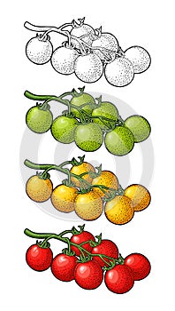 Tomato branch. Vector engraved illustration isolated on white