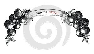 Tomato branding design for product label hand draw vintage engraving style black and white clip art isolated on white background2