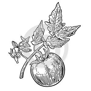 Tomato bunch with leaf. Vector engraved illustration isolated on white background.