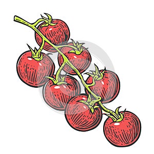 Tomato bunch. Vector engraved illustration on white background.