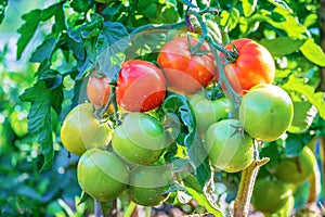 Tomato bunches on the branches of the plant close-up
