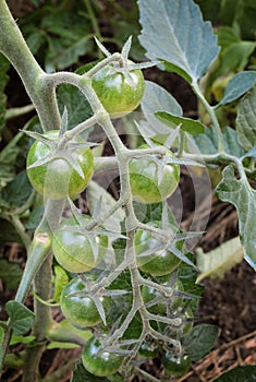 Tomato bush with a branch of green unripe tomatoes