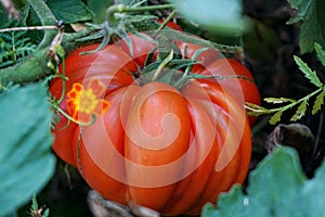 Tomato on a Bush branch, in a natural environment. Beefsteak tomato. Beef tomato. Near flowers and grass, leaves of other plants.