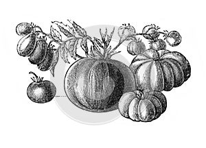 Tomato bush engraved in the old book Meyers Lexicon, vol. 7, 1897, Leipzig