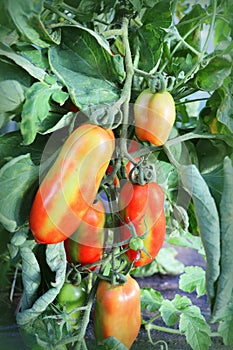 Tomato bush. Farmer plantations of organic tomatoes. A variety of red oblong marzano tomatoes on a branch. Hybrid