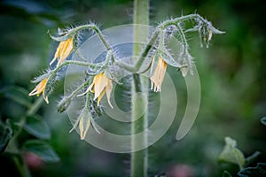 Tomato bush with flowers growing in the greenhouse.