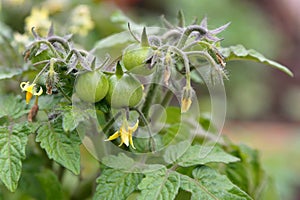 Tomato bush with flowers and small semi-ripe tomatoes