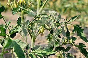 A tomato bush with green tomatoes of an elongated shape.