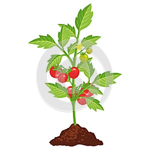 Tomato bush icon with small red vegetables