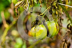 Tomato bush leaves and fruits infected by plant plague