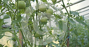 tomato bush recorded top down, greenhouse