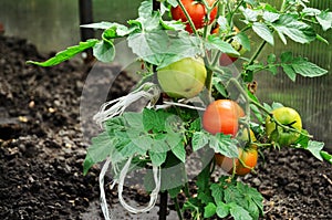 Tomato bush with ripe and green tomatoes grows in greenhouse