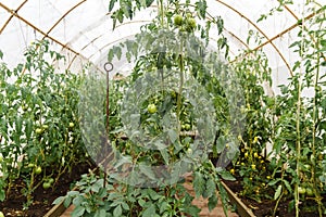 Tomato bushes in the greenhouse