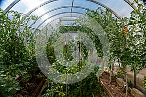 Tomato bushes growing in a greenhouse