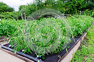 Tomato bushes grown on a Polypropylene spunbond agriculture nonwoven. Weed barrier