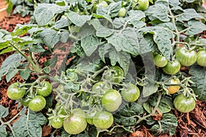 Tomato bushes with ripening green fruits on mulched soil close-up