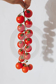 tomato cherry on branch in hard sun light with harsh shadows. Vegan meal. Ripe Fresh Cherry Tomatoes on Branch.