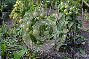 Tomato cherry bushes with green unripe mini tomatoes and purple basil in mixed landing in the garden