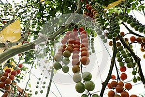 Tomato cherry plant