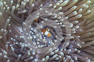 Tomato clownfish,Amphiprion frenatus,