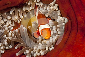 Tomato clownfish,Amphiprion frenatus,