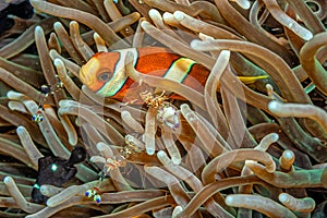 Tomato clownfish,Amphiprion frenatus