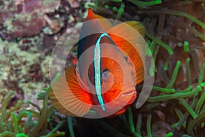 Tomato clownfish in anemone Philippines