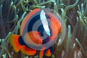 Tomato clownfish side-on in anemone