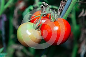 Tomato cluster ripening