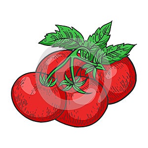 Tomato color sketch engraving vector