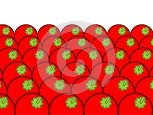 Tomato on counter. Tomatoes on market showcase. vegetable background. Cartoon style vector